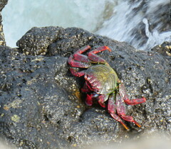 Grapsus adscensionis