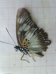 Pseudacraea lucretia