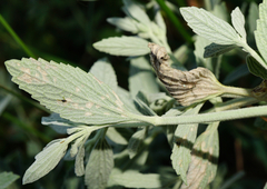 Marrubium peregrinum