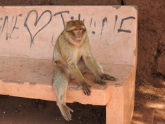 Macaca sylvanus
