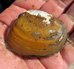 Ellipsaria lineolata