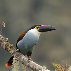 Andigena nigrirostris