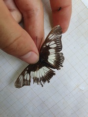 Pseudacraea lucretia