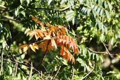 Toxicodendron succedaneum