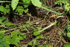 Marrubium peregrinum