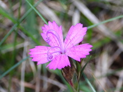 Dianthus seguieri