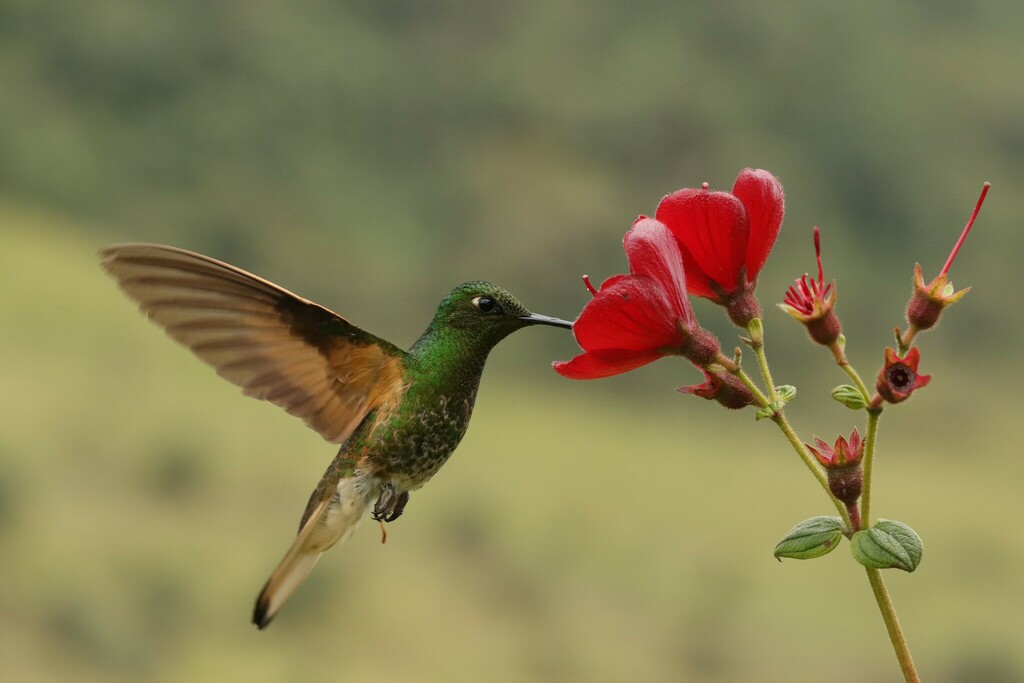 Buff-tailed Coronet photo
