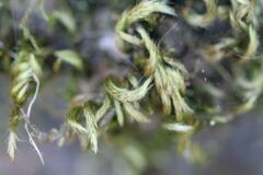 Homalothecium sericeum