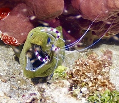 Gymnothorax funebris
