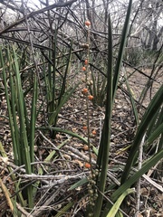 Sansevieria pearsonii