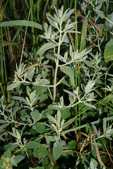 Marrubium peregrinum