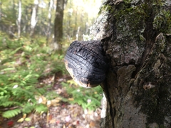 Phellinus tremulae