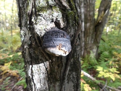 Phellinus tremulae