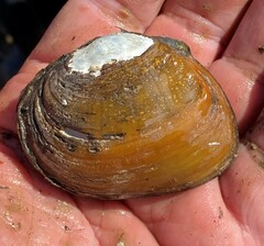 Ellipsaria lineolata