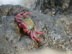 Grapsus adscensionis