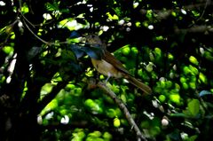 Turdus