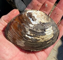 Ellipsaria lineolata