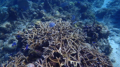 Acropora cervicornis