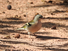 Fringilla coelebs africana