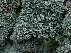 Cladonia parasitica