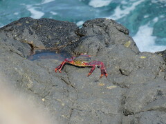 Grapsus adscensionis