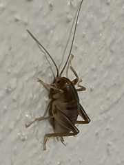 Ceuthophilus californianus