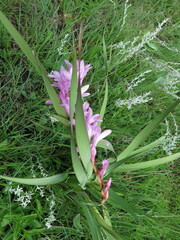Watsonia lepida
