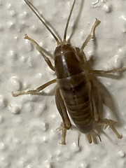 Ceuthophilus californianus