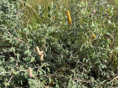 Prosopis reptans