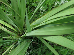 Watsonia lepida