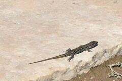 Podarcis muralis