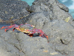 Grapsus adscensionis