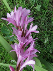 Watsonia lepida