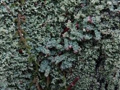 Cladonia parasitica