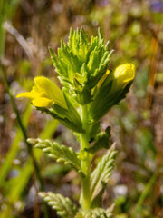 Bellardia viscosa