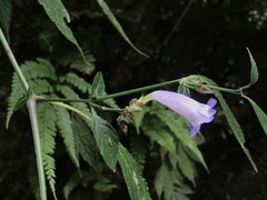 Strobilanthes