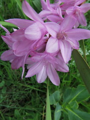 Watsonia lepida