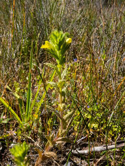 Bellardia viscosa