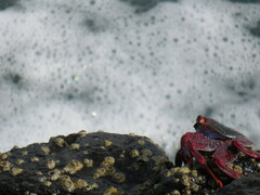 Grapsus adscensionis