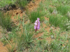 Watsonia lepida