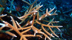 Acropora cervicornis