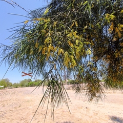 Prosopis kuntzei