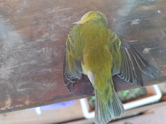 Leiothlypis peregrina