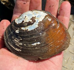 Ellipsaria lineolata