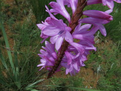 Watsonia lepida