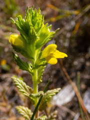 Bellardia viscosa