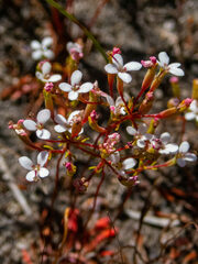 Stylidium pulchellum