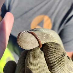 Parajulidae