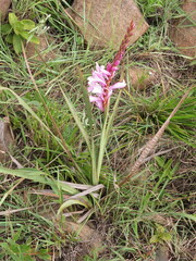 Watsonia lepida