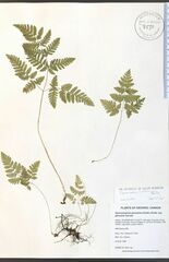 Gymnocarpium × intermedium